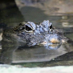 Chinese Alligator