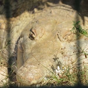Phillips Animal Gardens - Aruba