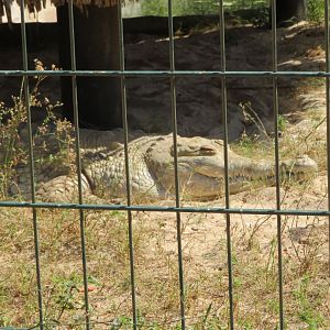 Phillips Animal Gardens - Aruba