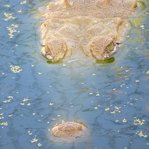 Phillips Animal Gardens - Aruba