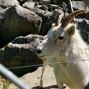 Dall Sheep