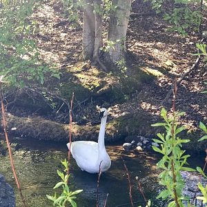 Trumpeter Swan