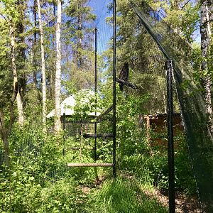 Golden Eagle Exhibit