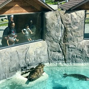 Pacific Harbor Seal Exhibit