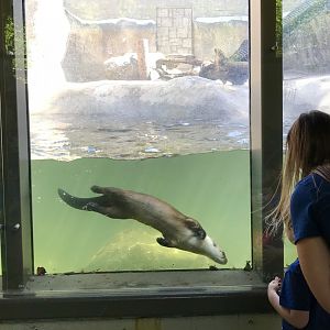 River Otter Exhibit
