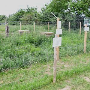 Arctic fox enclosure