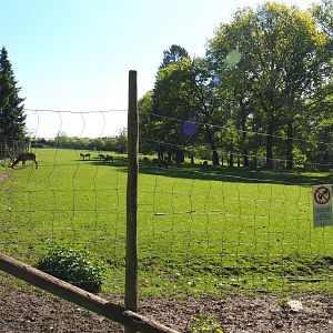 Central European red deer, Common fallow deer and European mouflon paddock, 2021-05-29