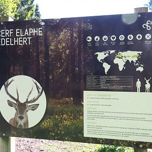Signage example - Central European red deer, 2021-05-29