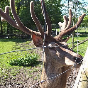 Central European red deer (Cervus elaphus hippelaphus) stag, 2021-05-29