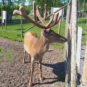 Central European red deer (Cervus elaphus hippelaphus) stag, 2021-05-29
