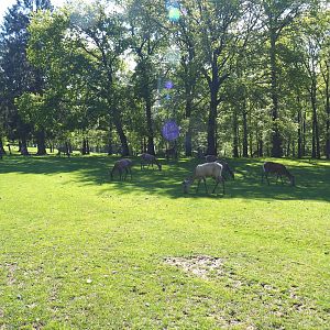 Central European red deer, Common fallow deer and European mouflon paddock, 2021-05-29