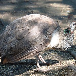 Blue peafowl hen (Pavo cristatus), 2021-05-29