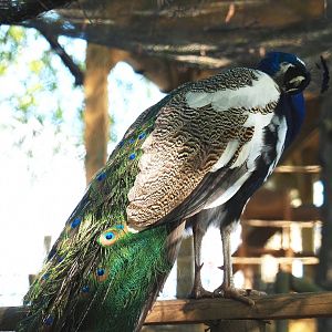 Preening pied blue peafowl rooster (Pavo cristatus), 2021-05-29
