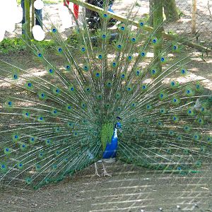 Displaying pied blue peafowl rooster (Pavo cristatus), 2021-05-29