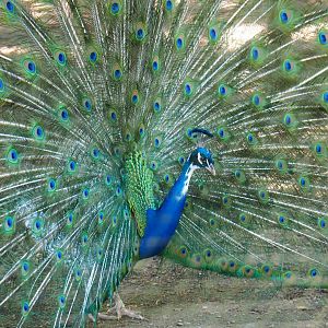 Displaying pied blue peafowl rooster (Pavo cristatus), 2021-05-29