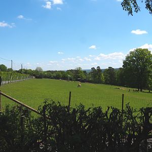 Central European red deer, Common fallow deer and European mouflon paddock, seen from the eating area, 2021-05-29