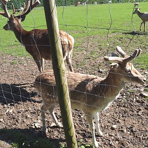 Central European red deer (Cervus elaphus hippelaphus) and Common fallow deer (Dama dama) stags, 2021-05-29