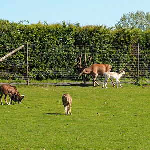 Three species in one image: Central European red deer, Common fallow deer and European mouflon, 2021-05-29