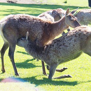 Central European red deer (Cervus elaphus hippelaphus), doe and subadult, 2021-05-29