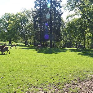 Central European red deer, Common fallow deer and European mouflon paddock, 2021-05-29