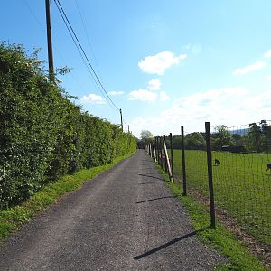 Walkway alongside the Central European red deer, Common fallow deer and European mouflon paddock, 2021-05-29