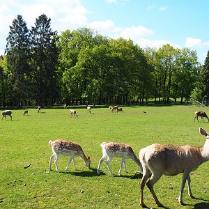 Central European red deer, Common fallow deer and European mouflon paddock, 2021-05-29