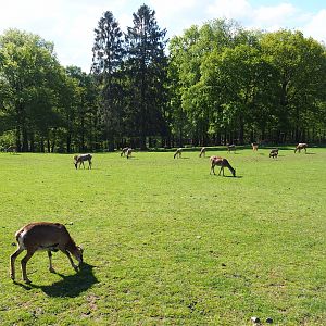 Central European red deer, Common fallow deer and European mouflon paddock, 2021-05-29