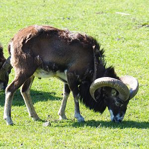 European mouflon ram (Ovis orientalis musimon), 2021-05-29