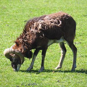 European mouflon ram (Ovis orientalis musimon), 2021-05-29