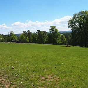 Central European red deer, Common fallow deer and European mouflon paddock, 2021-05-29
