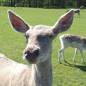 Central European red deer (Cervus elaphus hippelaphus), 2021-05-29