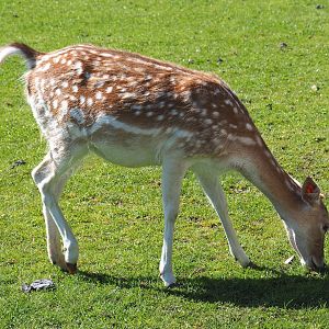 Common fallow deer doe (Dama dama), 2021-05-29