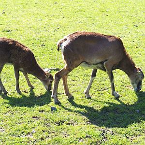 European mouflons (Ovis orientalis musimon), ewe and lamb, 2021-05-29