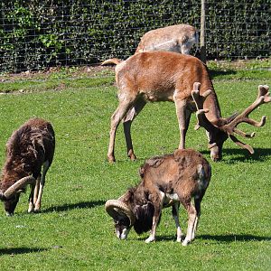 Central European red deer stag (Cervus elaphus hippelaphus) and European mouflon rams (Ovis orientalis musimon), 2021-05-29