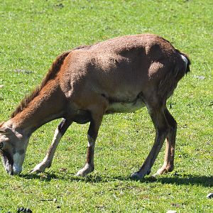 European mouflon ewe (Ovis orientalis musimon), 2021-05-29