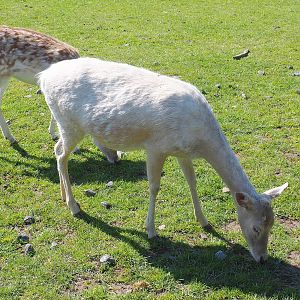 Partially leucistic Common fallow deer doe (Dama dama), 2021-05-29