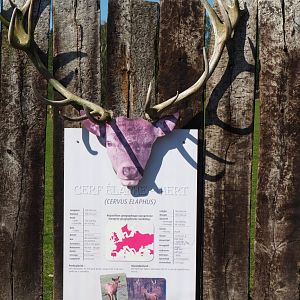 Example of deer educational signage - Red deer, 2021-05-29