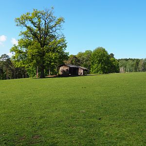 Central European red deer, Common fallow deer and European mouflon paddock, 2021-05-29