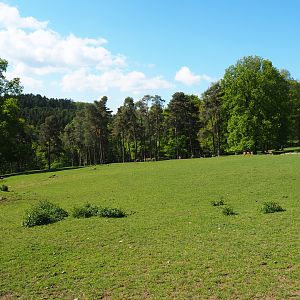 Central European red deer, Common fallow deer and European mouflon paddock, 2021-05-29