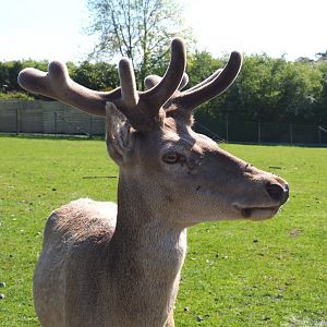 Central European red deer stag (Cervus elaphus hippelaphus), 2021-05-29