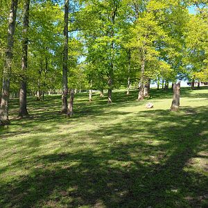 Forested part of the Central European red deer, Common fallow deer and European mouflon paddock, 2021-05-29