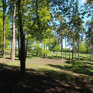 Forested part of the Central European red deer, Common fallow deer and European mouflon paddock, 2021-05-29
