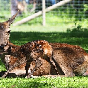 Central European red (Cervus elaphus hippelaphus), doe with newborn fawn, 2021-05-29