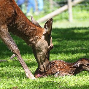 Central European red (Cervus elaphus hippelaphus), doe with newborn fawn, 2021-05-29