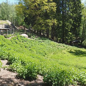 Alpine chamois paddock, 2021-05-29