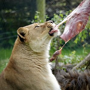 Lioness - Feeding time