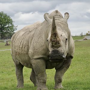 White Rhino
