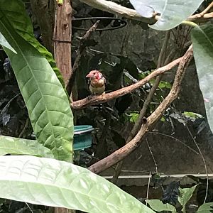 North Carolina Zoo: Red-and-yellow barbet