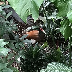 North Carolina Zoo: Madagascar Ibis
