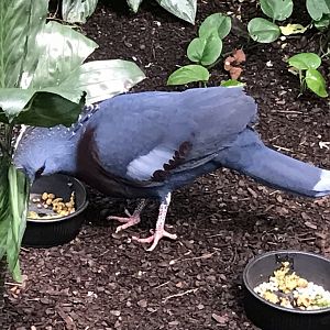 North Carolina Zoo: Victoria Crowned Pigeon